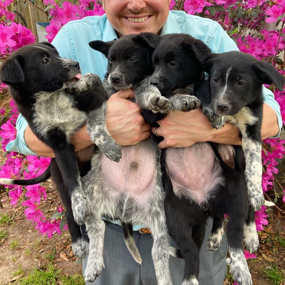 AAA in need of puppy fosters