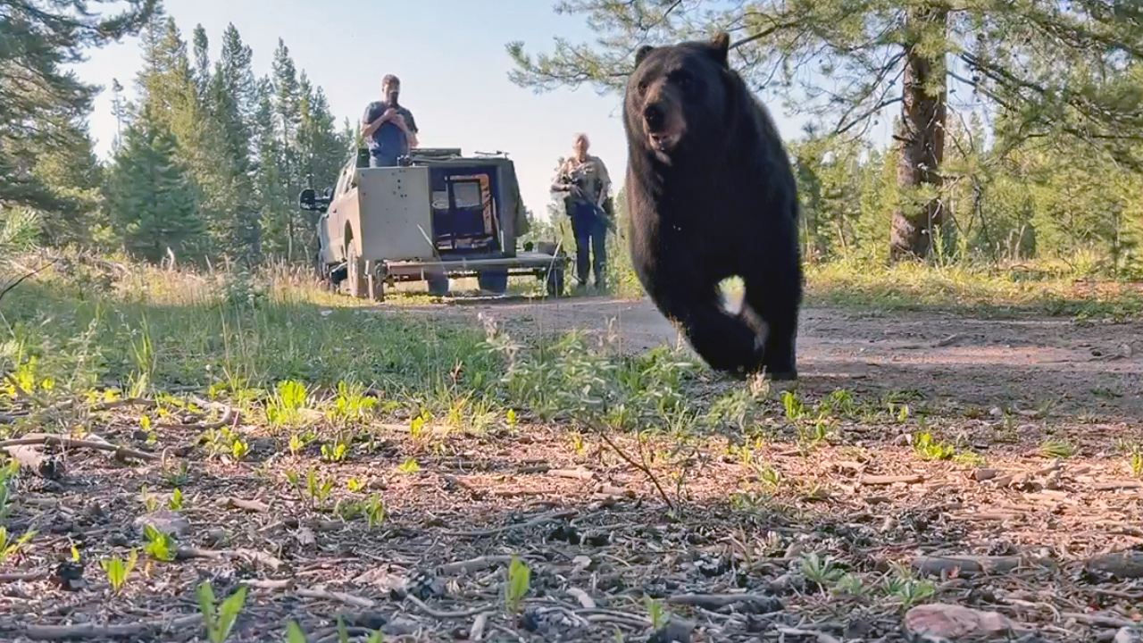 bear2.png