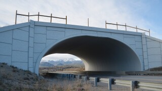 wildlife crossing highway 9