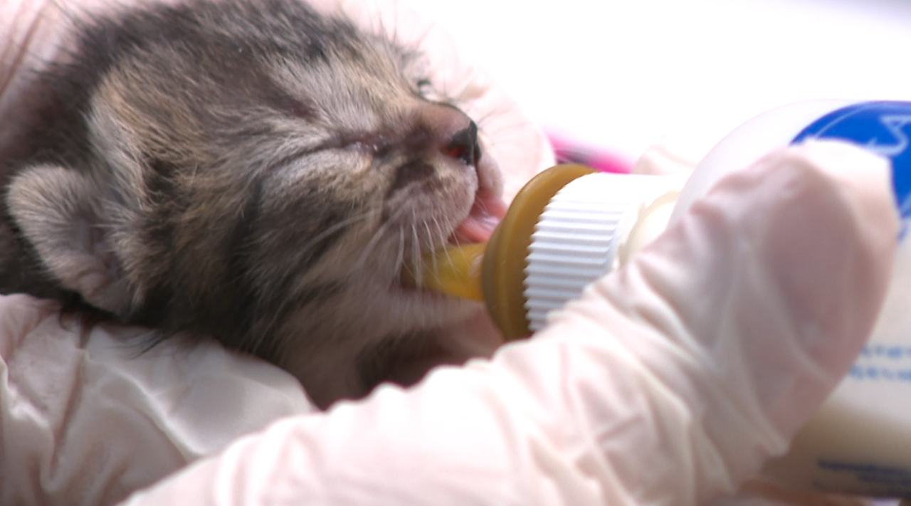 Kitten bottle feed Arizona Humane SOciety