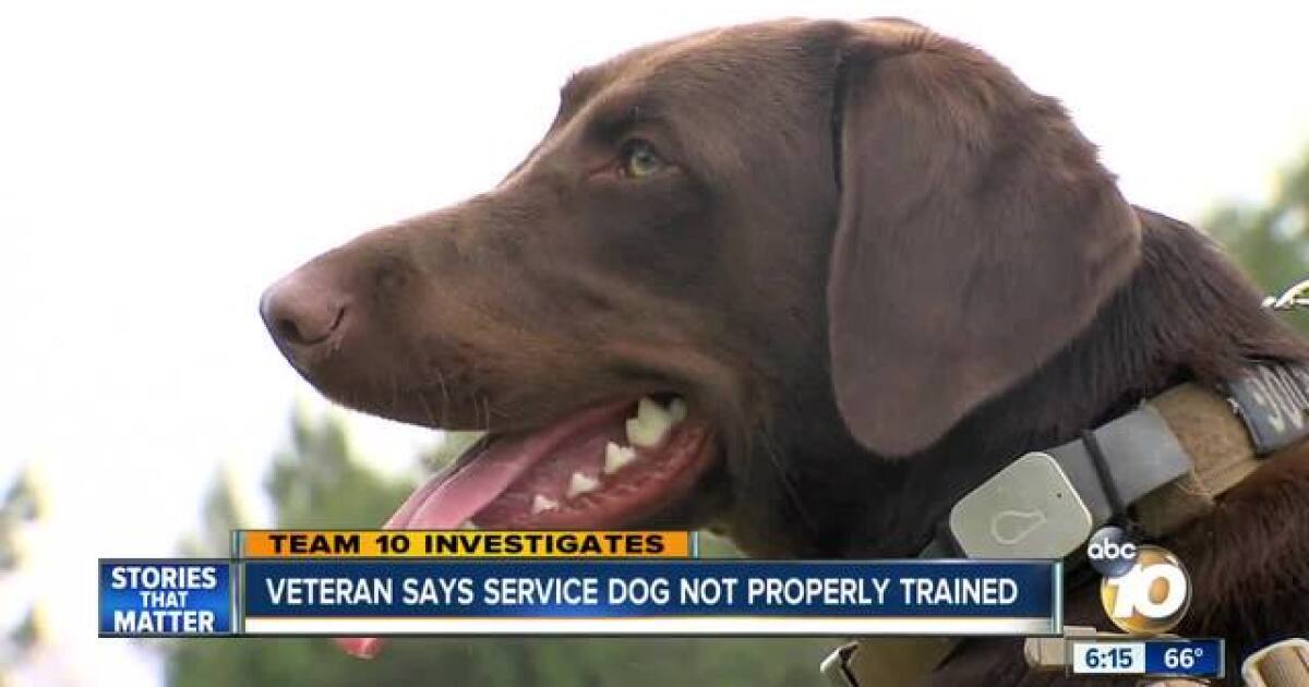 34+ Are There Service Animals For Ptsd PNG