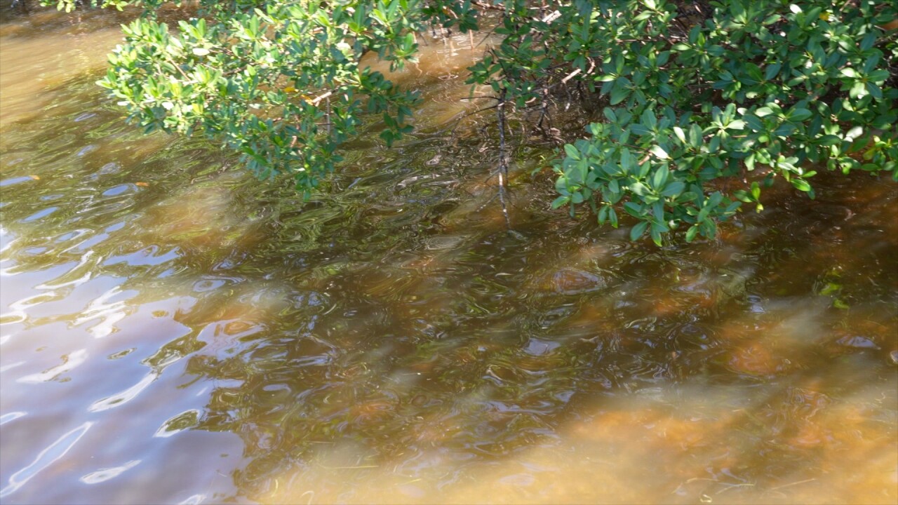 A view from a boat dock on Sanibel of the brown water.
