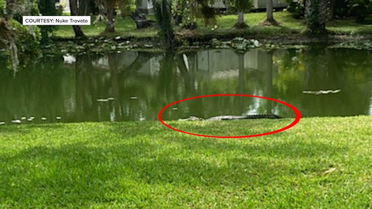 A large gator lingering at the waters edge of the pond at Julia Mobile Home and RV Park.