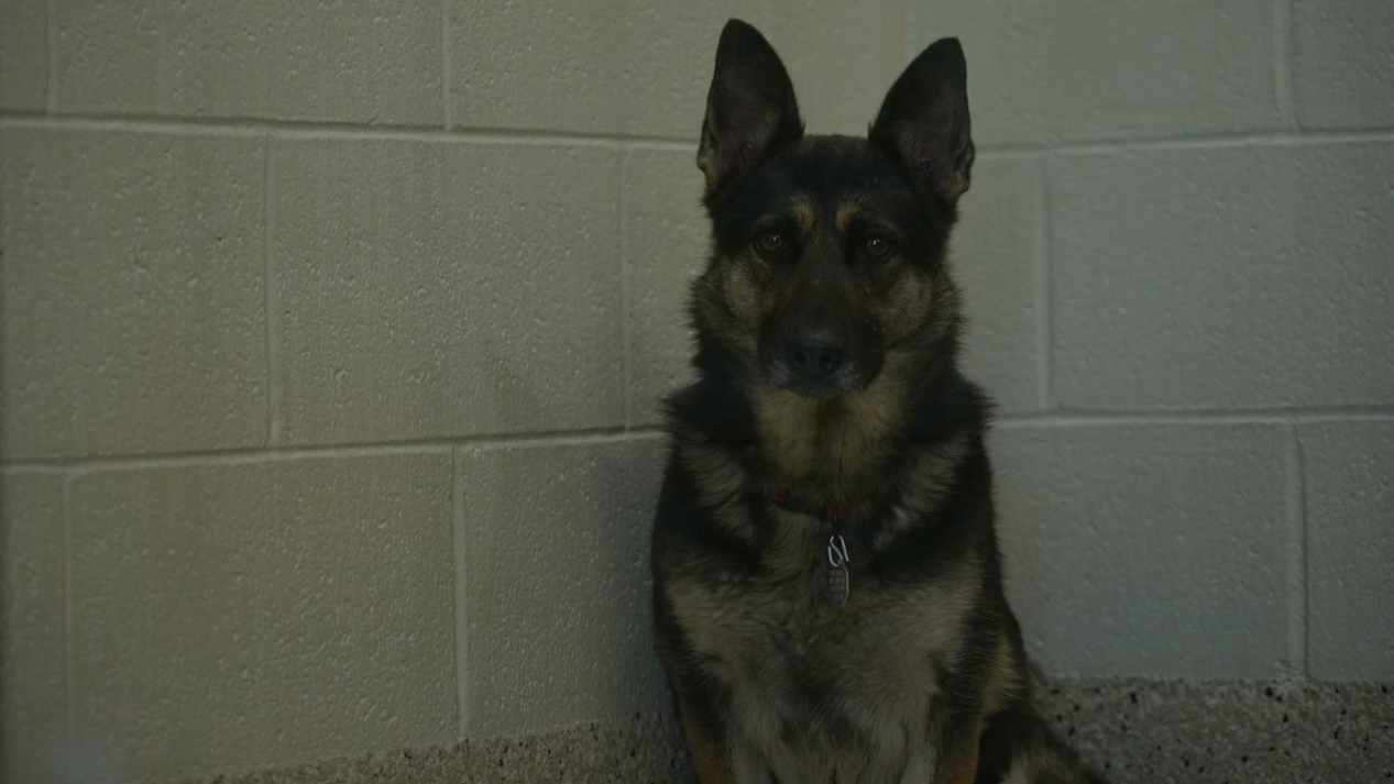 Riverdale Animal Shelter