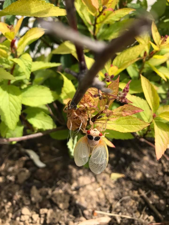 Cicada emerging from skin Alexandria.jpg