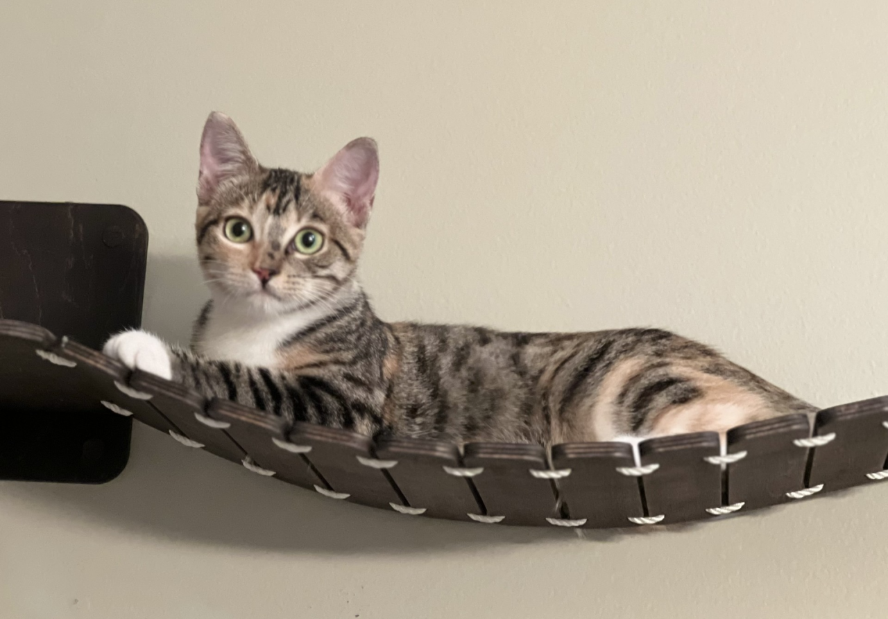 Pet Adoption Tuesday - Sparkles 3 - Michele's Rescue.png