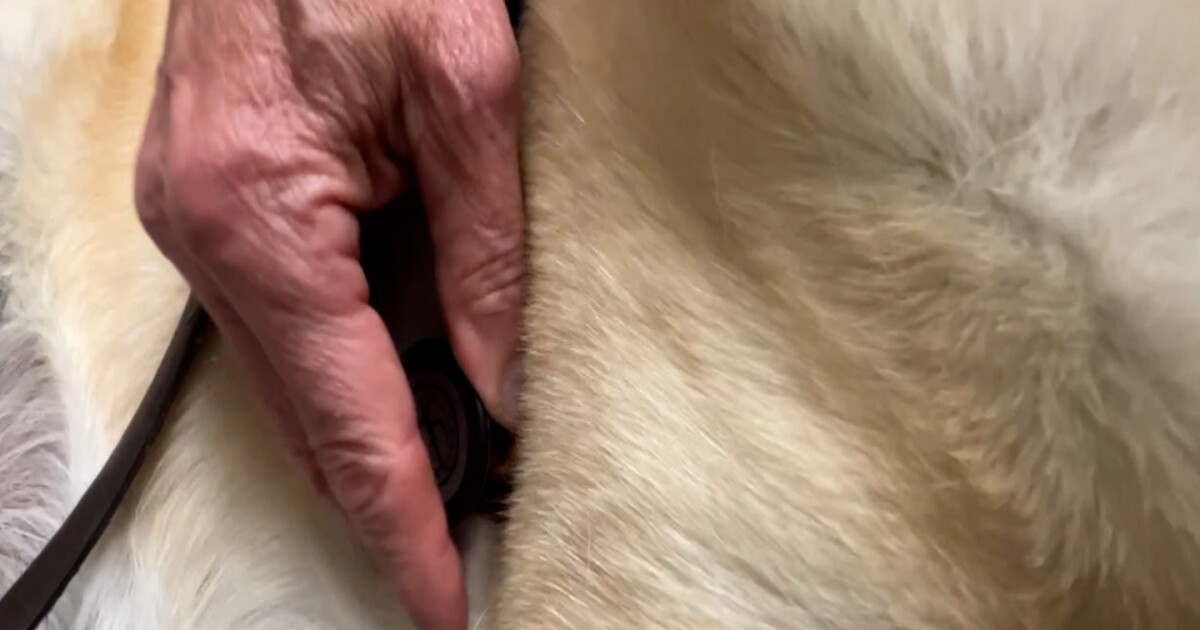 Veterinarians cautious about public reaction to mysterious dog illness - Vimarsana News