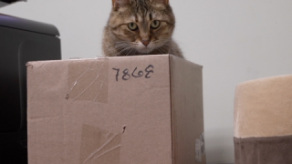 Focus on Ferals Winter shelter distribution