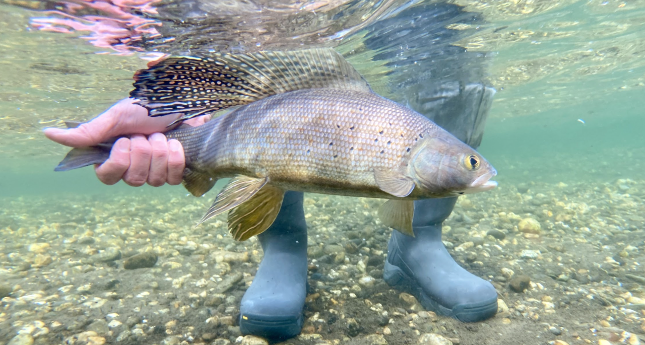 AK adult male grayling