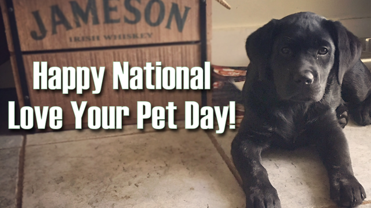 National Love Your Pet Day: Send us your photos