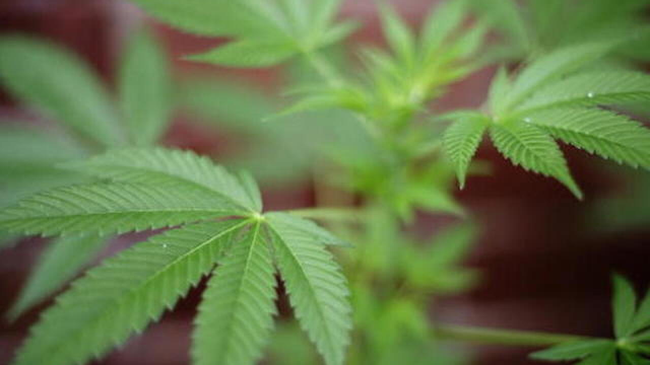 Trump is a buzzkill for pot stocks
