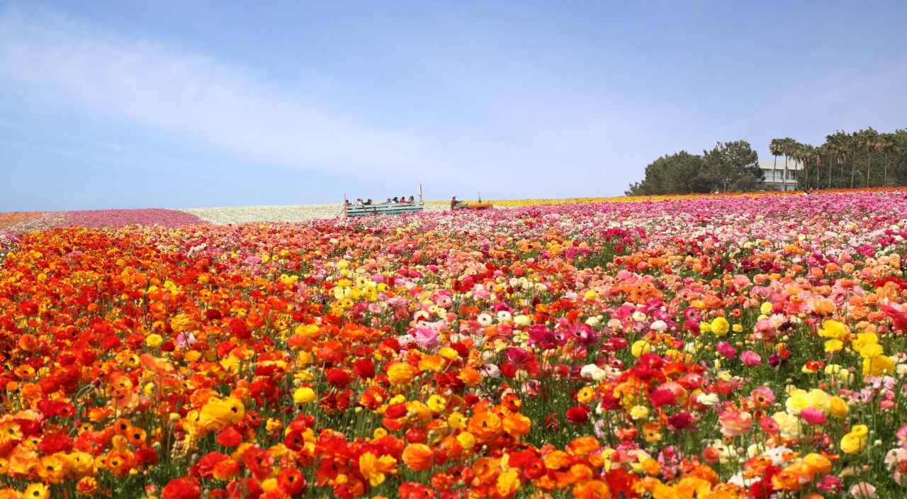 Carlsbad Flower Fields