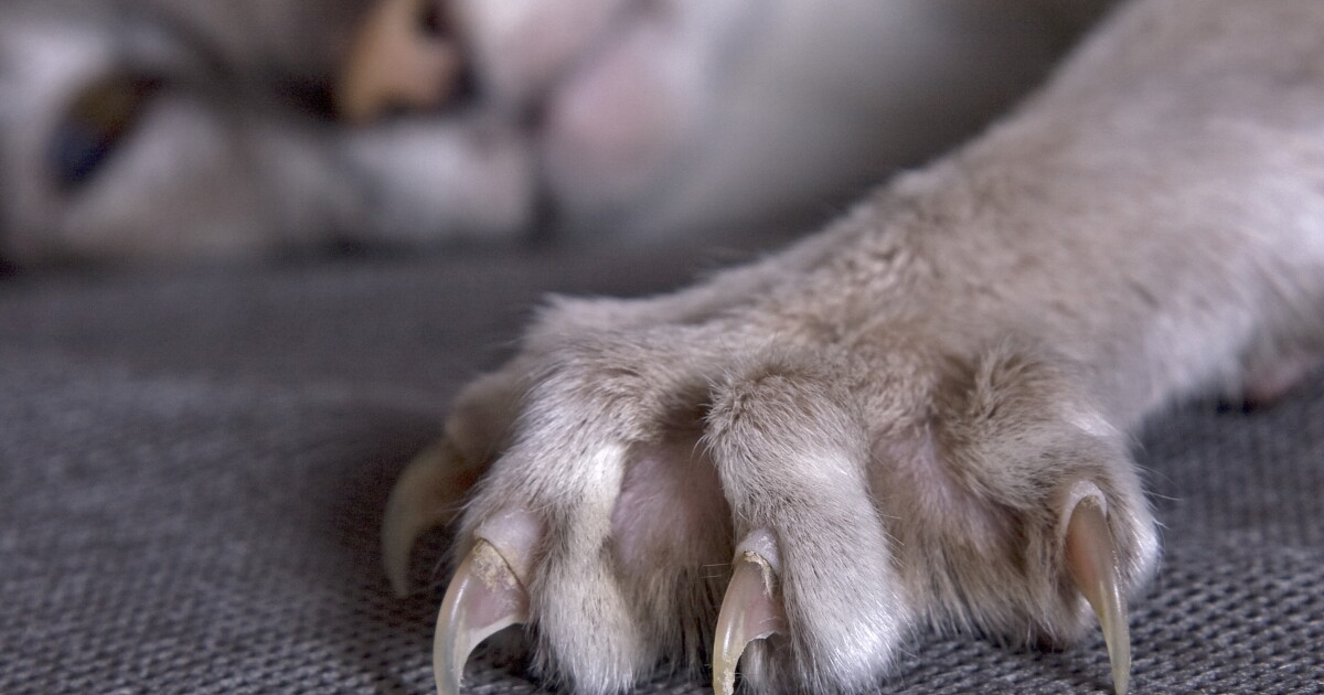 Proposed bill would ban cat declawing in Michigan - Vimarsana News