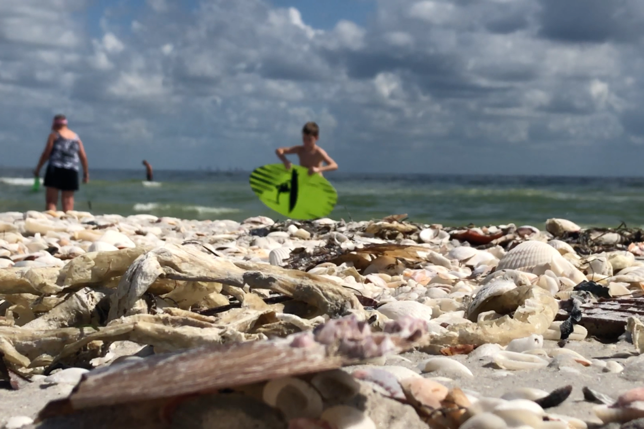 Study Shows How Much of an Impact Red Tide Had on Sanibel, Captiva Tourism