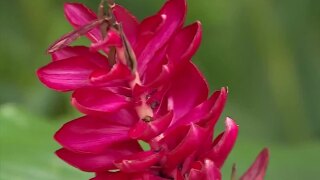 Fairchild Tropical Botanic Garden