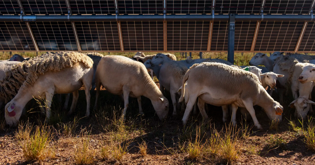 Sheep graze on TX solar farms as renewable energy companies embrace agriculture - Vimarsana News