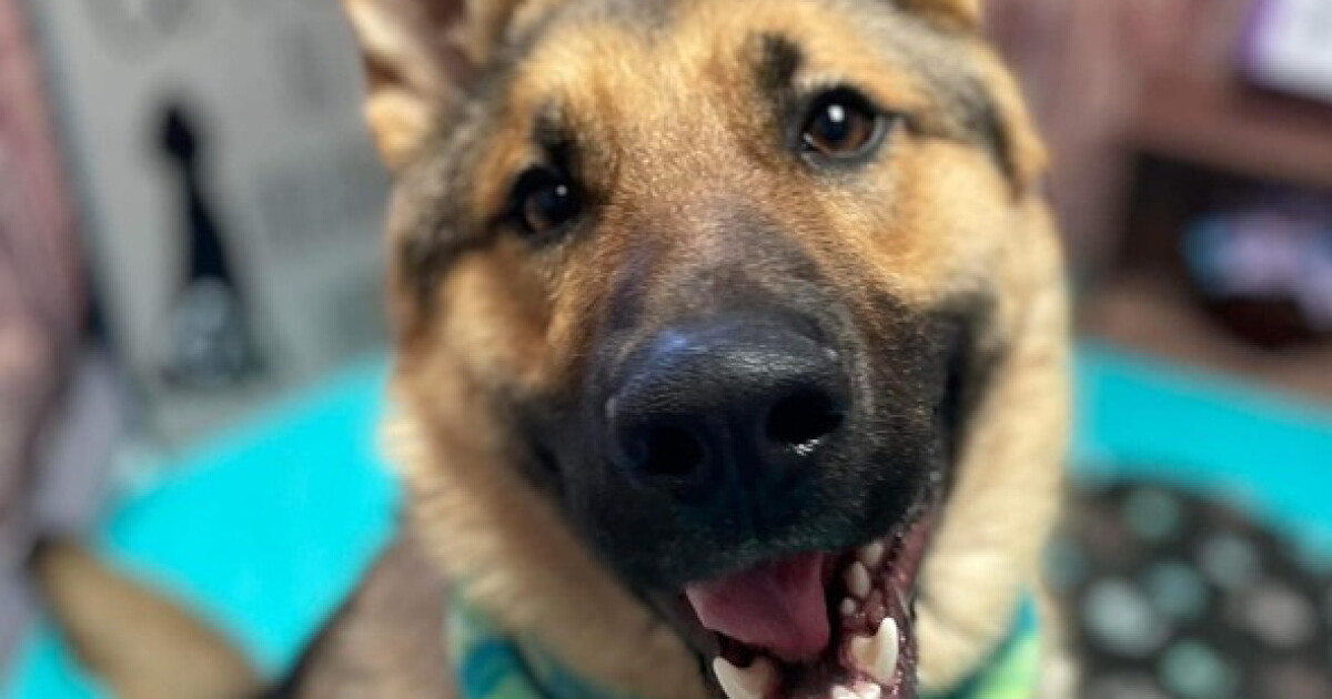 Interested in adopting a dog from DACC? Here's a list of events this month - Vimarsana News