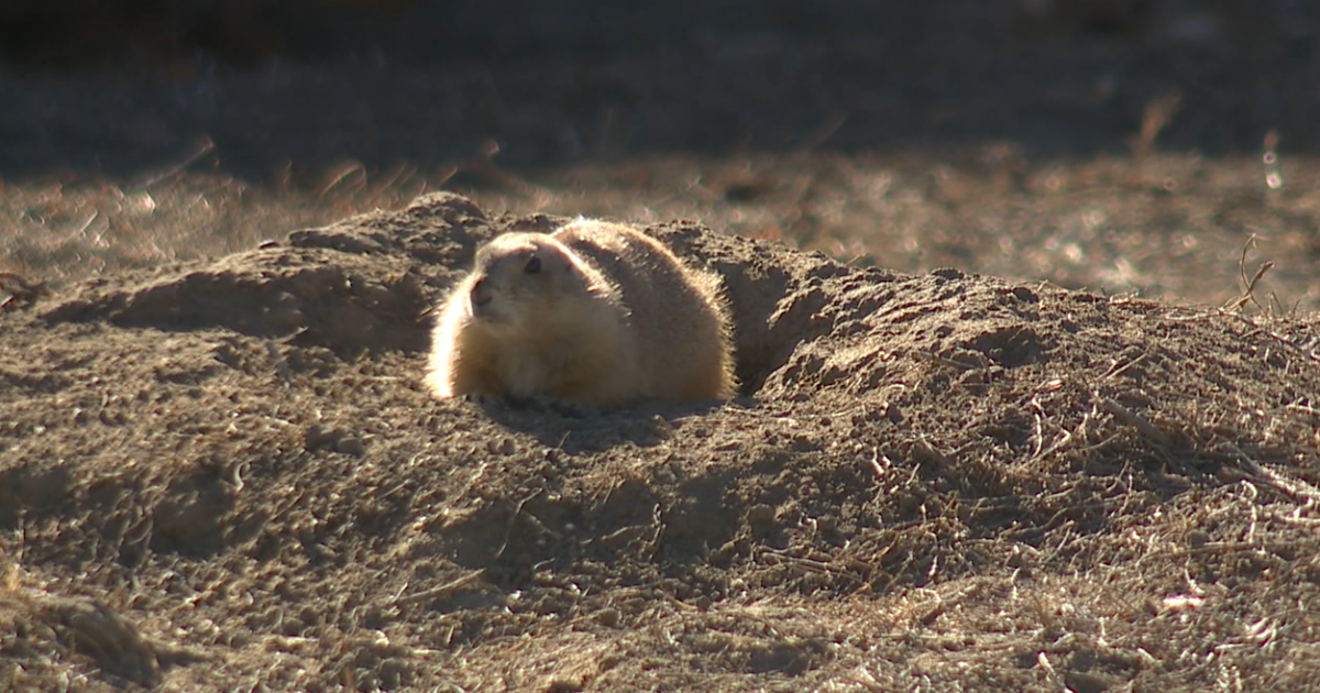 Plague results in mass die-offs in prairie dog colony