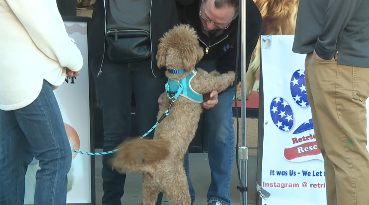 Dog abandoned at Vegas airport sparks legal questions about reclaim rights