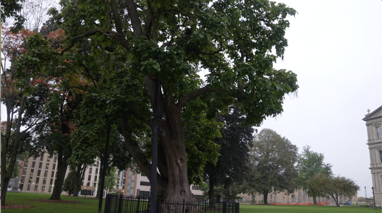 The Capitol's catalpa tree, once the largest of its kind in North America, dates back to before the Civil War