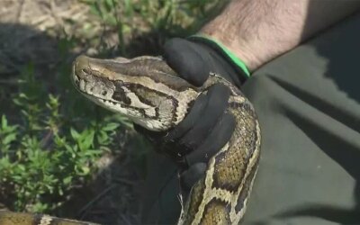 Python Challenge 