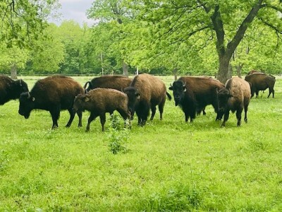 Owasso bison ranch fights to preserve a nearly extinct American icon