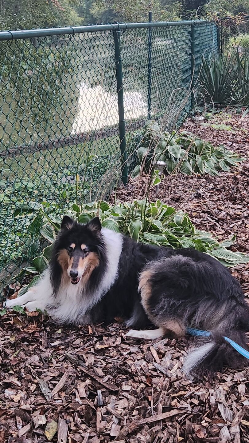 Dog walking forecast