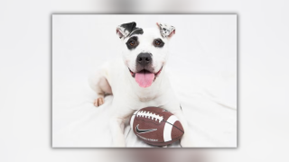 Pet adoption fees slashed at 15 Tulsa-area shelters through August 30