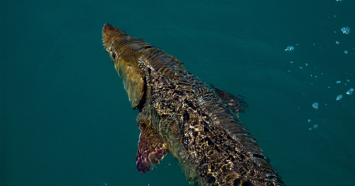 Study suggests some Great Lakes lake sturgeon could live more than 400 years