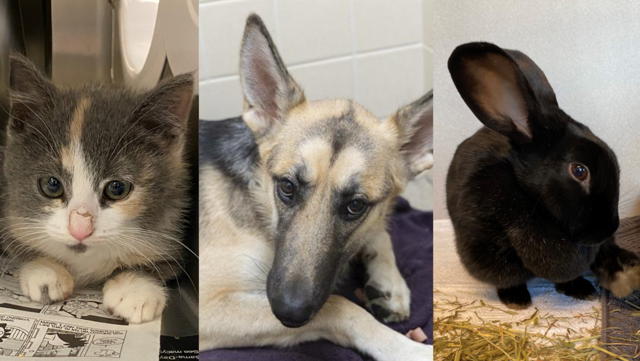 arizona humane society animals