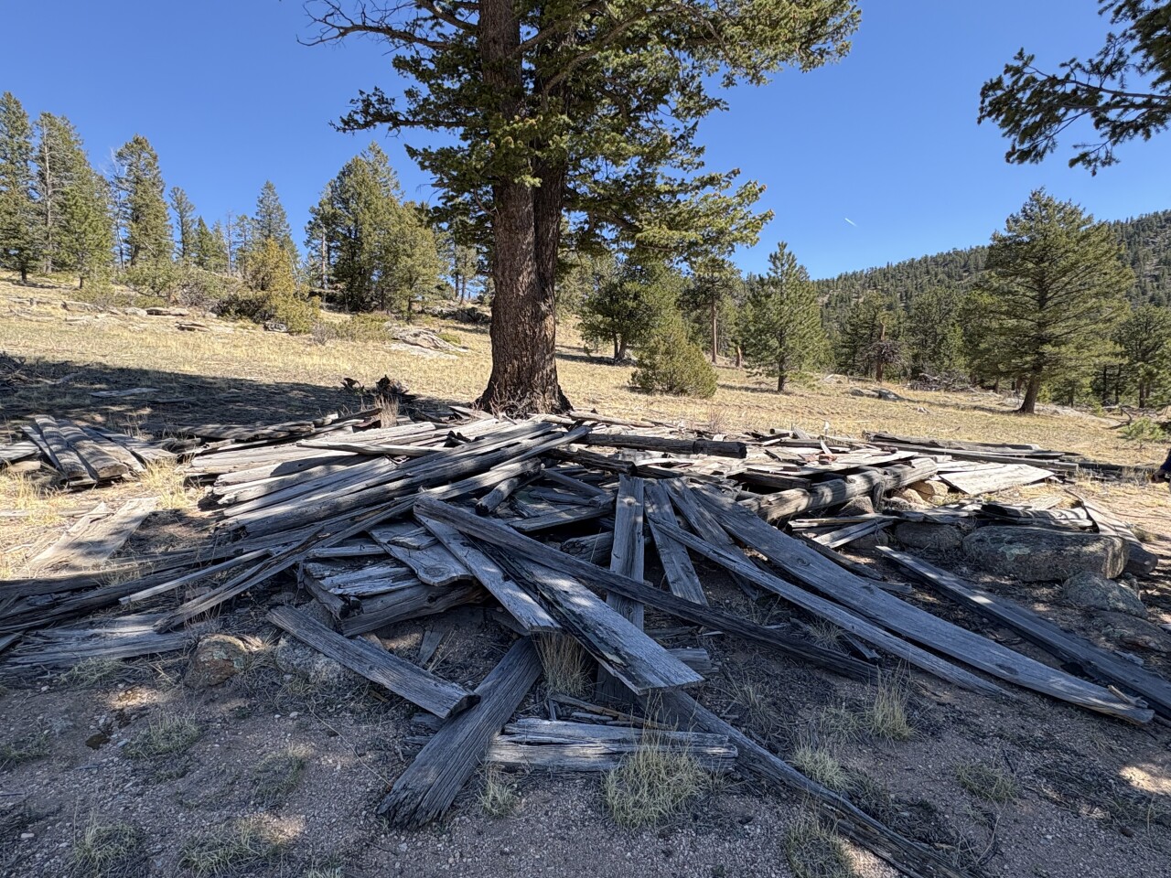 Collapsed Griffith homestead cabin 