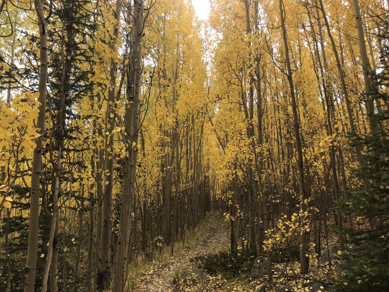 Mount EVans Wilderness yellow aspens_Blair Miller