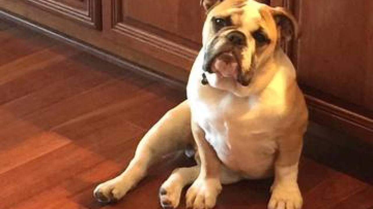 National Puppy Day: Your cute puppy photos