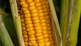 Corn sweating. 