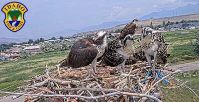 Osprey Chicks