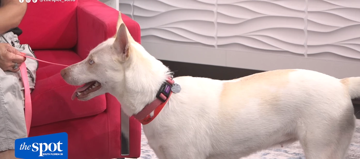 Humane Society of Broward County's Pet of the Week: Meet Tina
