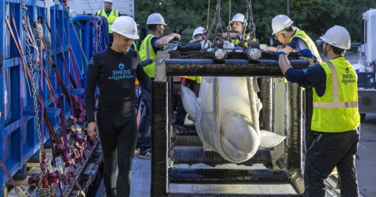 'Finally moving forward': Six Beluga Whales at Marineland relocated to USA