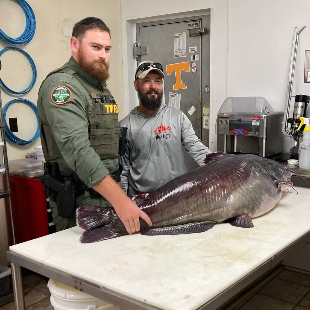 Clarksville anglers reel in big catfish from Cumberland River 