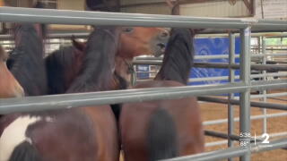 180 wild horses and burros looking for homes at adoption event in Idabel