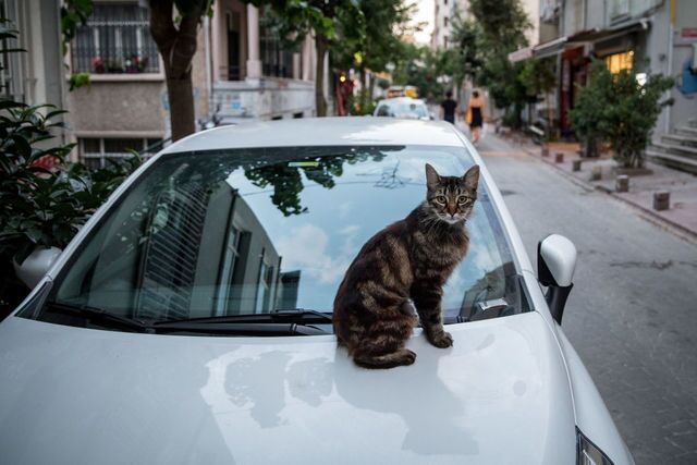 Photos: This place is known as 'The City of Cats'