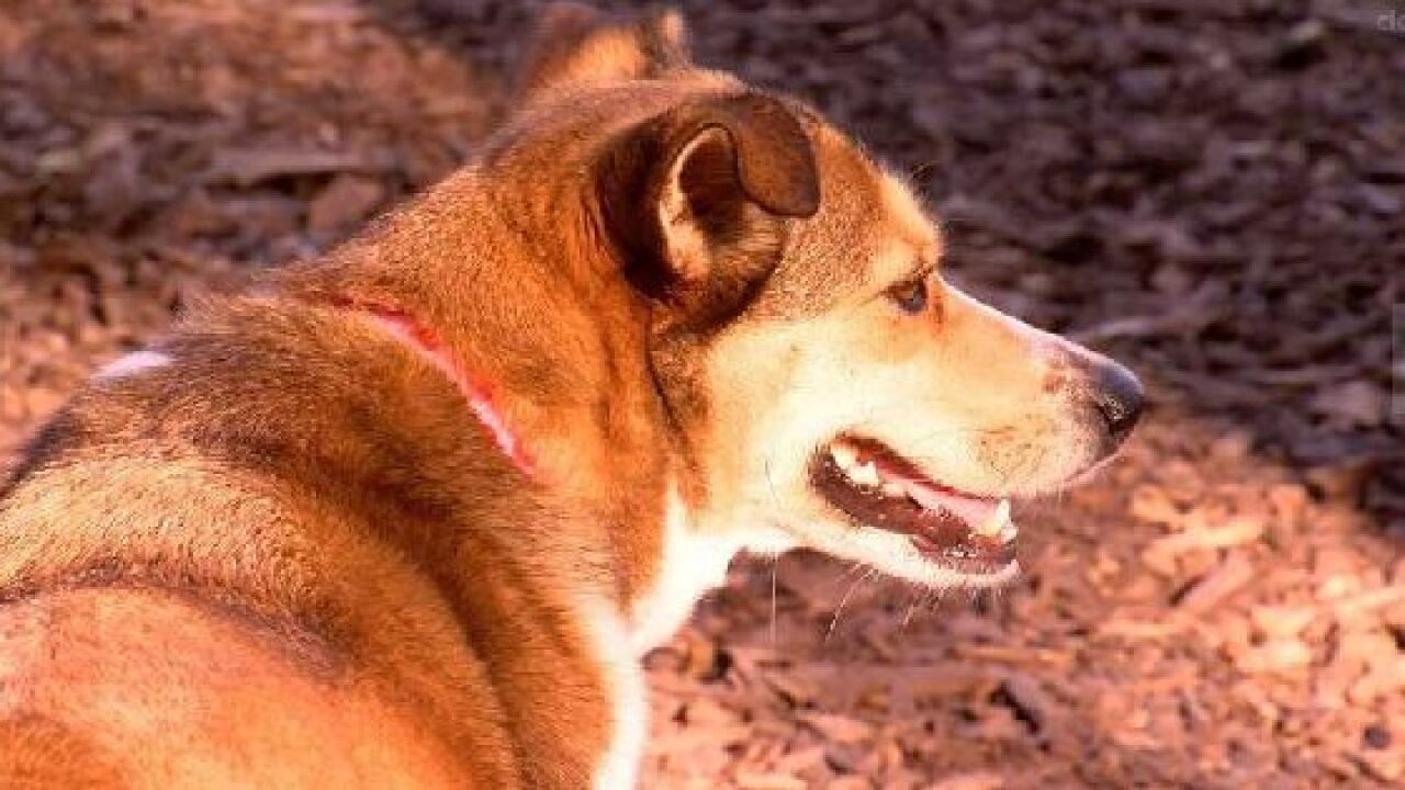 FDA Certain Dog Food Diets Possibly Linked To Deadly Heart Disease fda-certain-dog-food-diets-possibly-linked-to-deadly-heart-disease