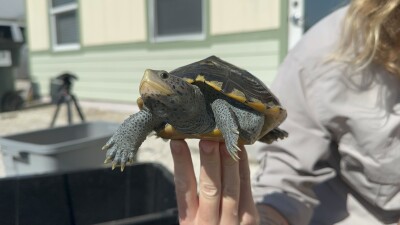 Diamondback Terrapin