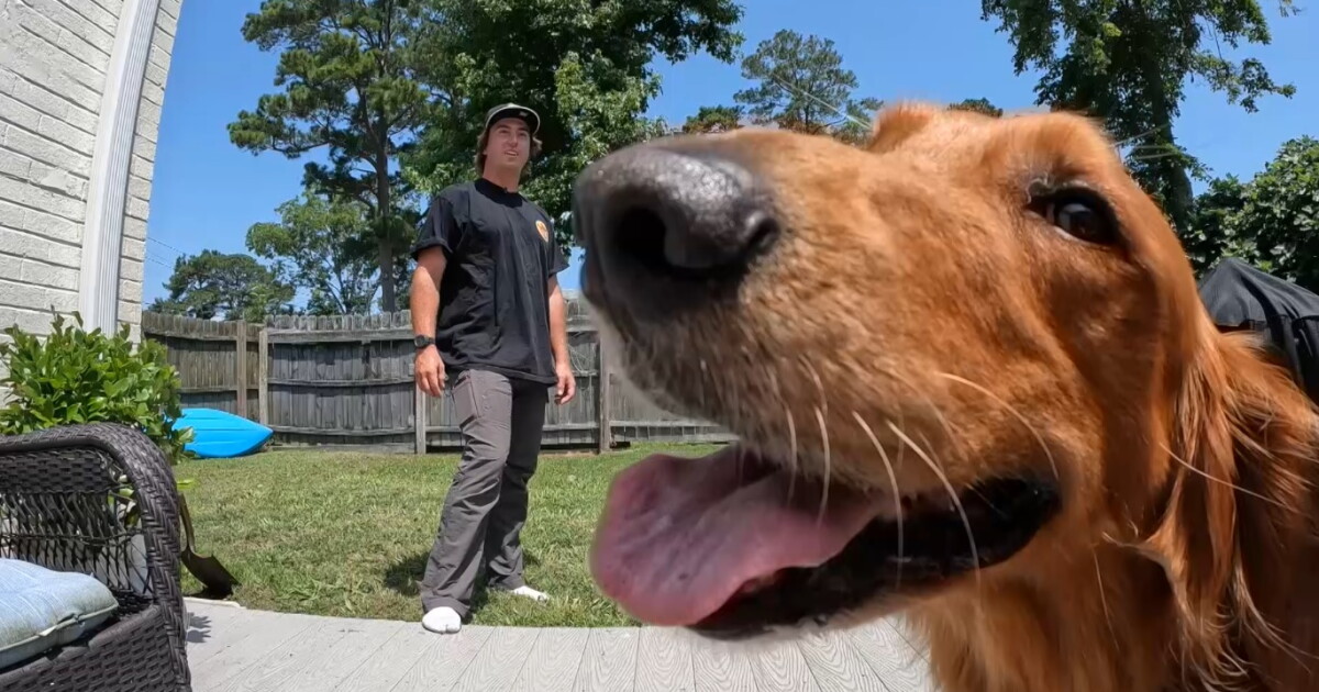 Virginia man warns online posts of injured pets may not be real - Vimarsana News
