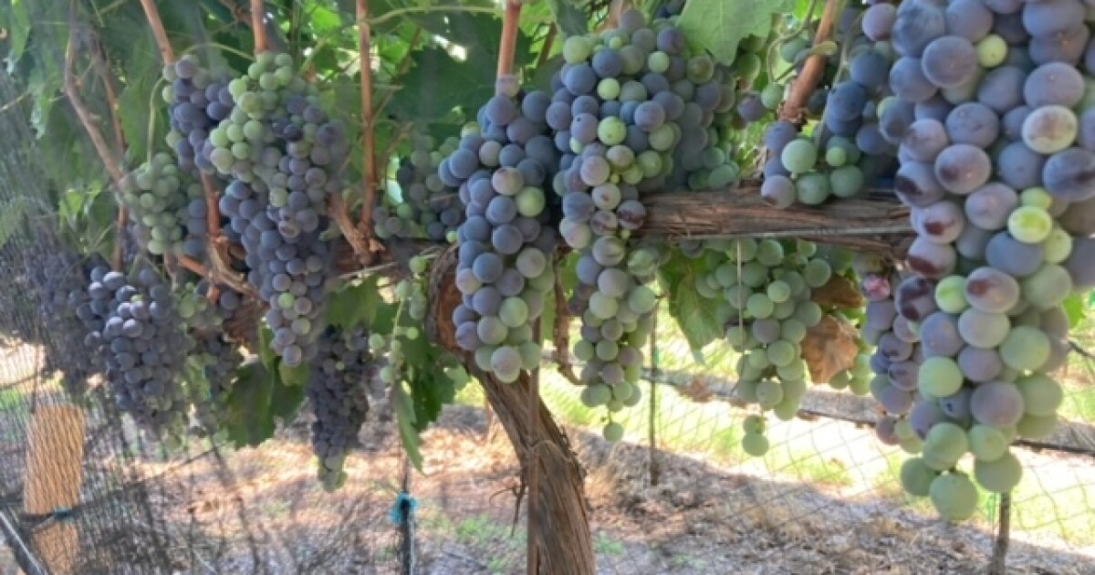 Arizona vineyards dealing with drought and other weather conditions - Vimarsana News