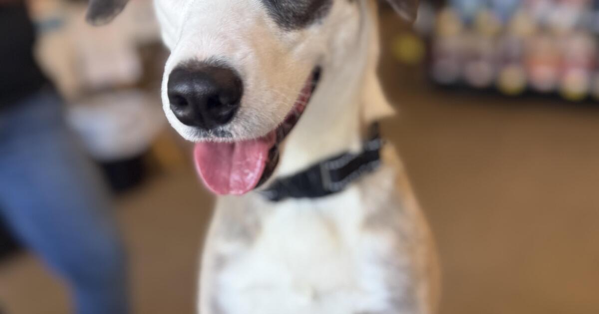MCSO MASH Minute: Meet Ella, a shepherd mix rescued from neglect who is ready for her forever home