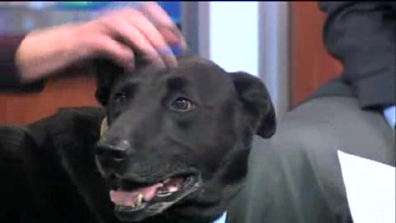 Virginia This Morning: Henrico Humane Society and Helping Hands