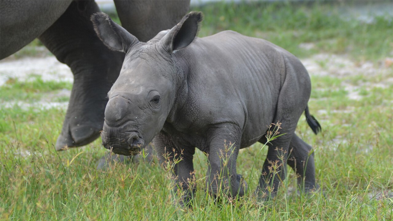 Baby Rhino Born At Lion Country Safari Baby Rhino Born At Lion Country Safari