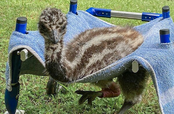 2 Lemu in His Walkin' Wheels.jpg