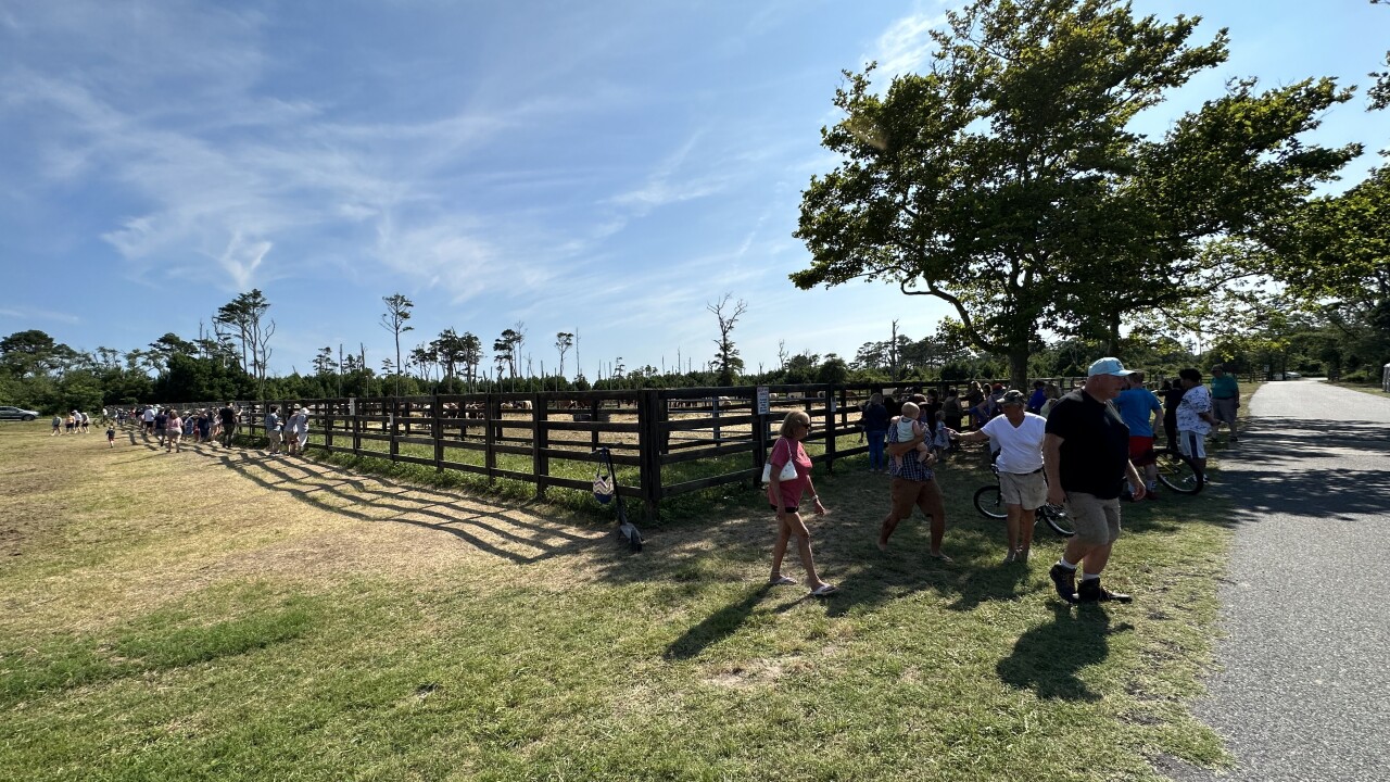  Annual Chincoteague Pony Swim is here!