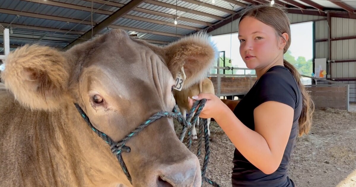 Why are beef prices so high? Iowa producers say they're getting squeezed, too